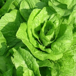 Salat (Bild: sferrario1968, Pixabay)
